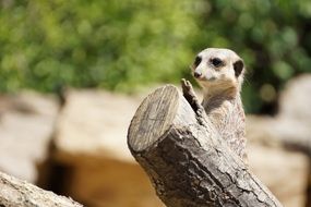 Cute zoo meerkat on wooden log