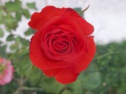 fresh red rose in garden on a blurred background