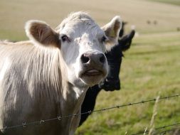 Cows on the pasture
