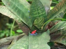 frog plant