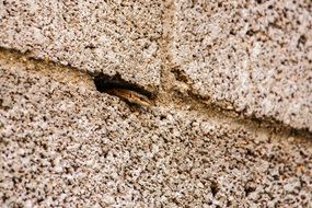 closeup photo of snout of a lizard in a crack of the stone