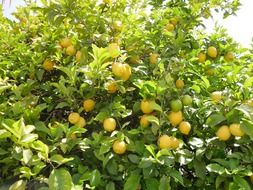 yellow bright lemons grow on a tree