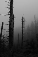 forest in the fog in the Tatras