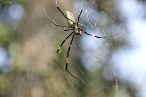 Colorful spider on web