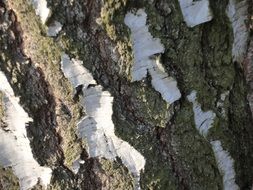 bark on a birch tree