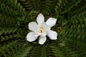 gardenia jasminoides flower