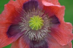 wild red poppy