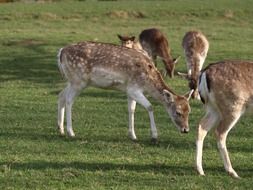 wonderful roe deer