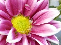 flower with pink petals and white rim close-up