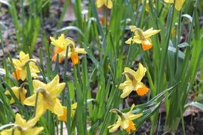 yellow irises in a country garden