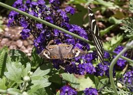 gray butterfly on bright blue colors