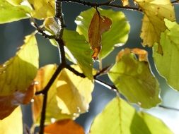 colorful foliage on a tree in the forest