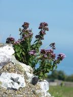 flowering plant on a stone close up