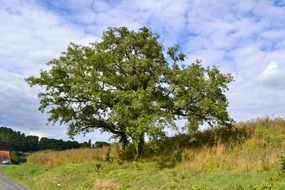 landscape of Oak tree in summer