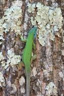 green lizard is climbing on the trunk