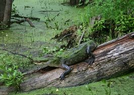 dangerous alligator in swamp