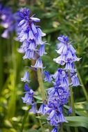bluebells flowers