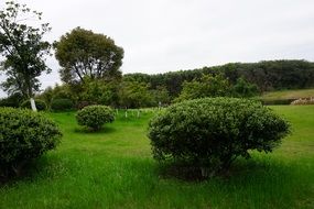 the scenery Green plant White sky