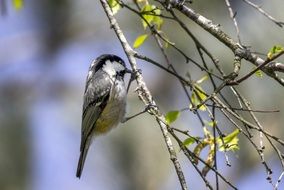 coal tit bird