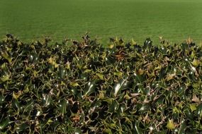 holly hedge plant