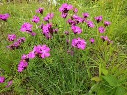Purple wildflowers on meadow