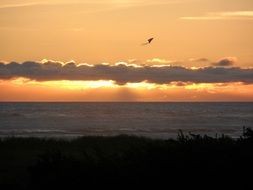 extraordinarily beautiful kite sunset