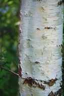 Picture of the birch trunk