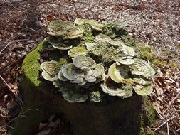 fungus on mossy tree stump