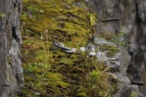 thrown out sneakers in nature