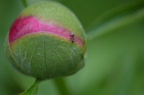 closeup of a peony bud