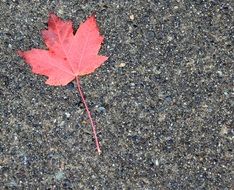 red maple leaf on asphalt close-up