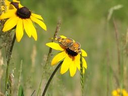 beautiful butterfly on a yellow wild flower