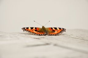 orange butterfly closeup