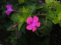 Mirabilis with pink flowers at night