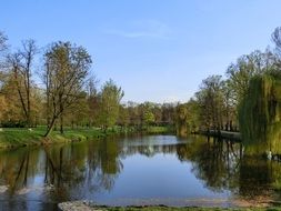trees on the shores of the lake