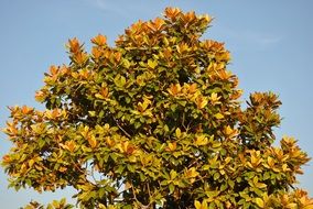 magnolia tree fall