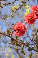 red bloom of a garden plant close up