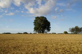 rural landscape of grain fields