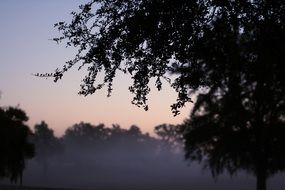 stunning fog morning over trees