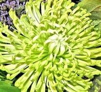 green flower with delicate petals in the garden
