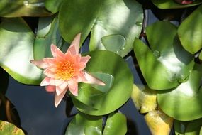 light pink water lily closeup