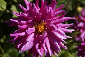 burgundy dahlia flower in the garden