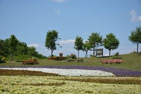 Colorful flower garden natural