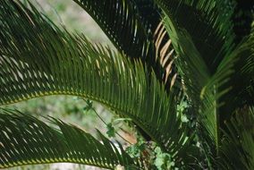 green fern leaves in the forest close up