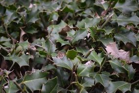 closeup photo of green holly leaves on the ground