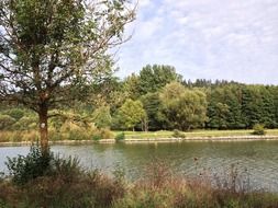 tree on the river bank