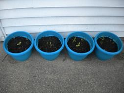 Plants in the blue pots