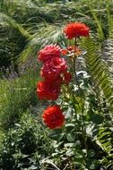 red roses in garden