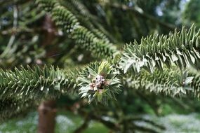 Sunny green chile fir tree spur mainau