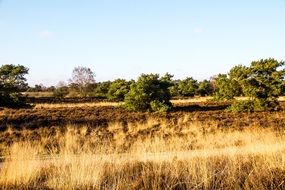 dry pasture in the steppe